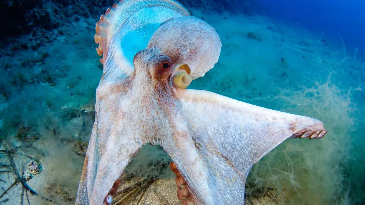 Un polpo maestoso, con la sua pelle cangiante, si muove nel suo habitat. La sua vita media è un mistero affascinante del mare.