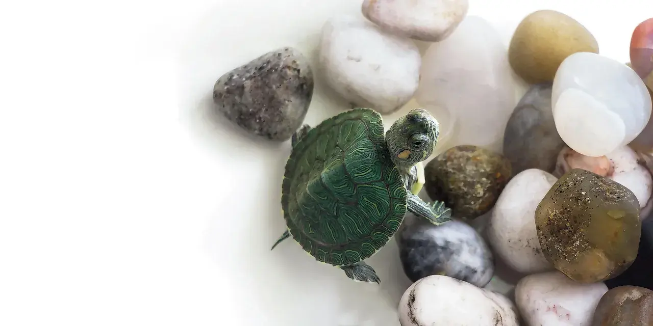 Un piccolo cucciolo di tartaruga d'acqua esplora un letto di ciottoli lisci e colorati.