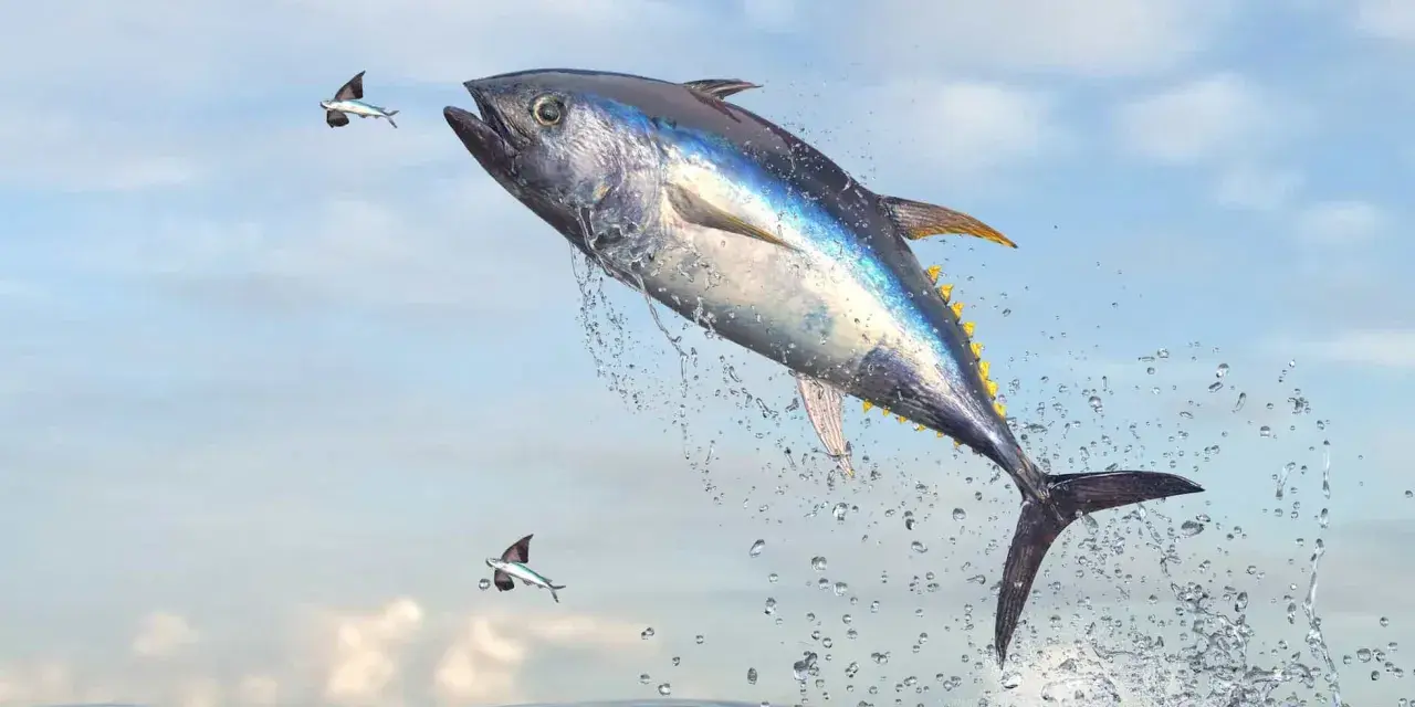 Un tonno pescato in Italia salta fuori dall'acqua, inseguito da pesci volanti.