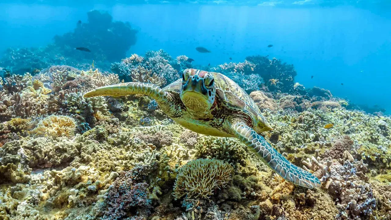 Tartaruga marina nuota tra coloratissimi animali barriera corallina, un ecosistema sottomarino vibrante.