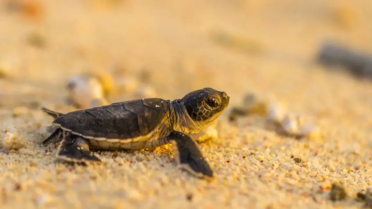 Piccola tartaruga sulla sabbia, con le sue zampe e il guscio che mostrano le parti della tartaruga in un viaggio verso il mare.