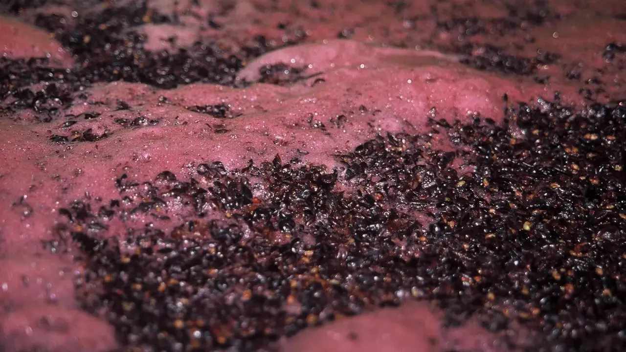 Schiuma rosata e vinacce scure in fermentazione. La durata della fermentazione del vino rosso varia, ma questo processo è fondamentale.