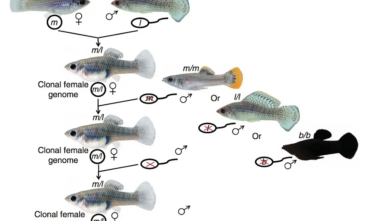 Schema illustra il pesce che si riproduce senza fecondazione, creando cloni femminili con genoma identico.