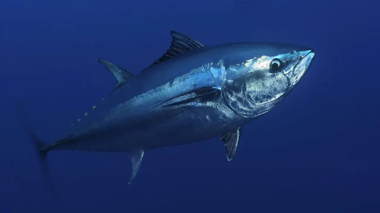 Un maestoso tonnetto rosso nuota nelle profondità blu dell'oceano, la sua pelle metallica riflette la luce.