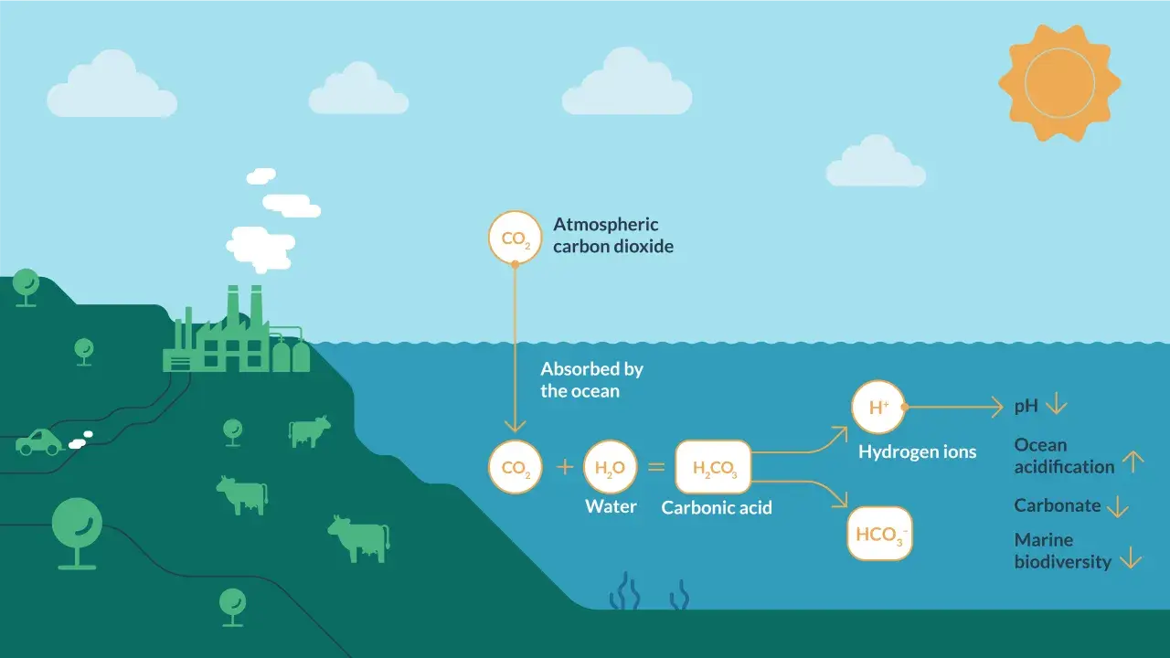 L'anidride carbonica assorbita dall'oceano causa l'acidificazione degli oceani, con conseguente diminuzione del pH e impatto sulla biodiversità marina.