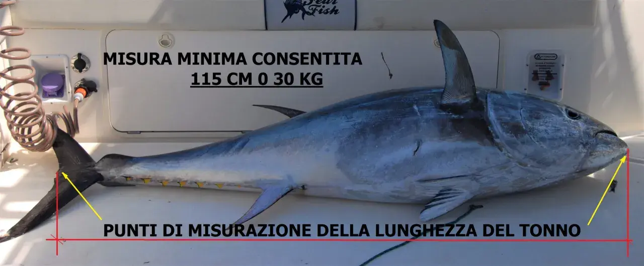 Tonno di notevole grandezza, con indicazioni sulla misura minima consentita (115 cm o 30 kg) e sui punti di misurazione della lunghezza.