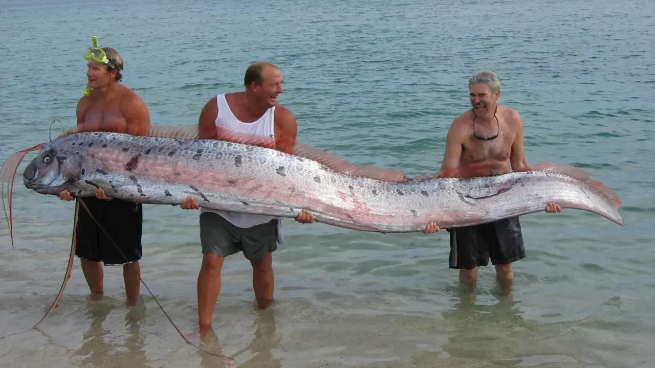 Tre uomini sorridono mentre tengono un pesce remo, un pesce che potrebbe far pensare a qual è il pesce più grande del mondo.