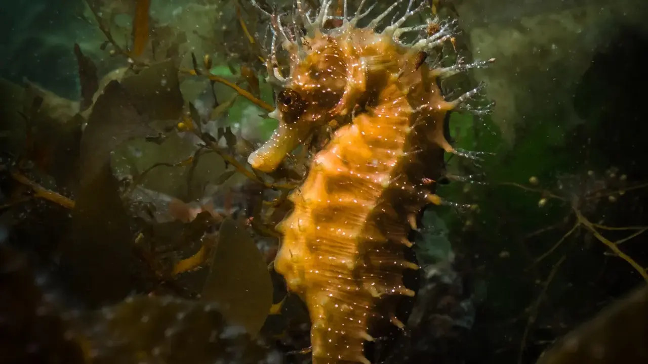 Un cavalluccio marino specie, con la sua corona di spine, si mimetizza tra le alghe scure.