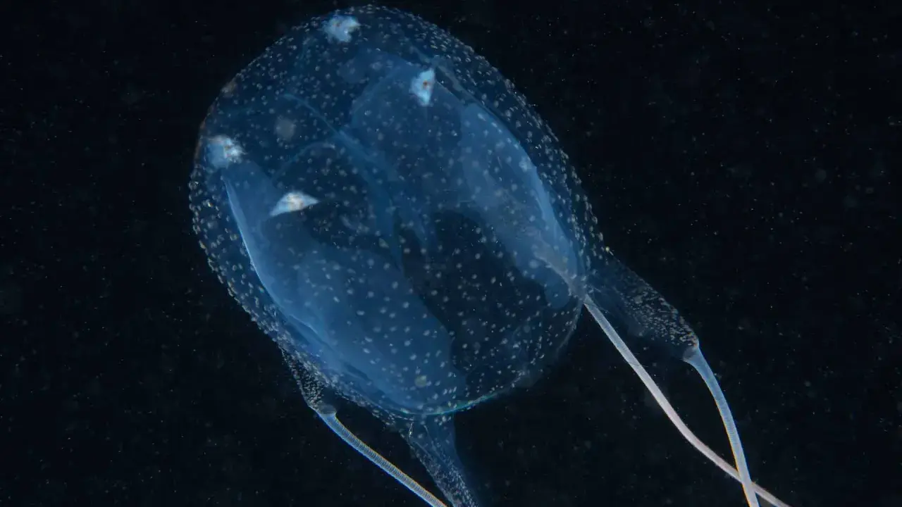 Medusa carybdea trasparente con puntini bianchi, fluttua nell'oscurità.