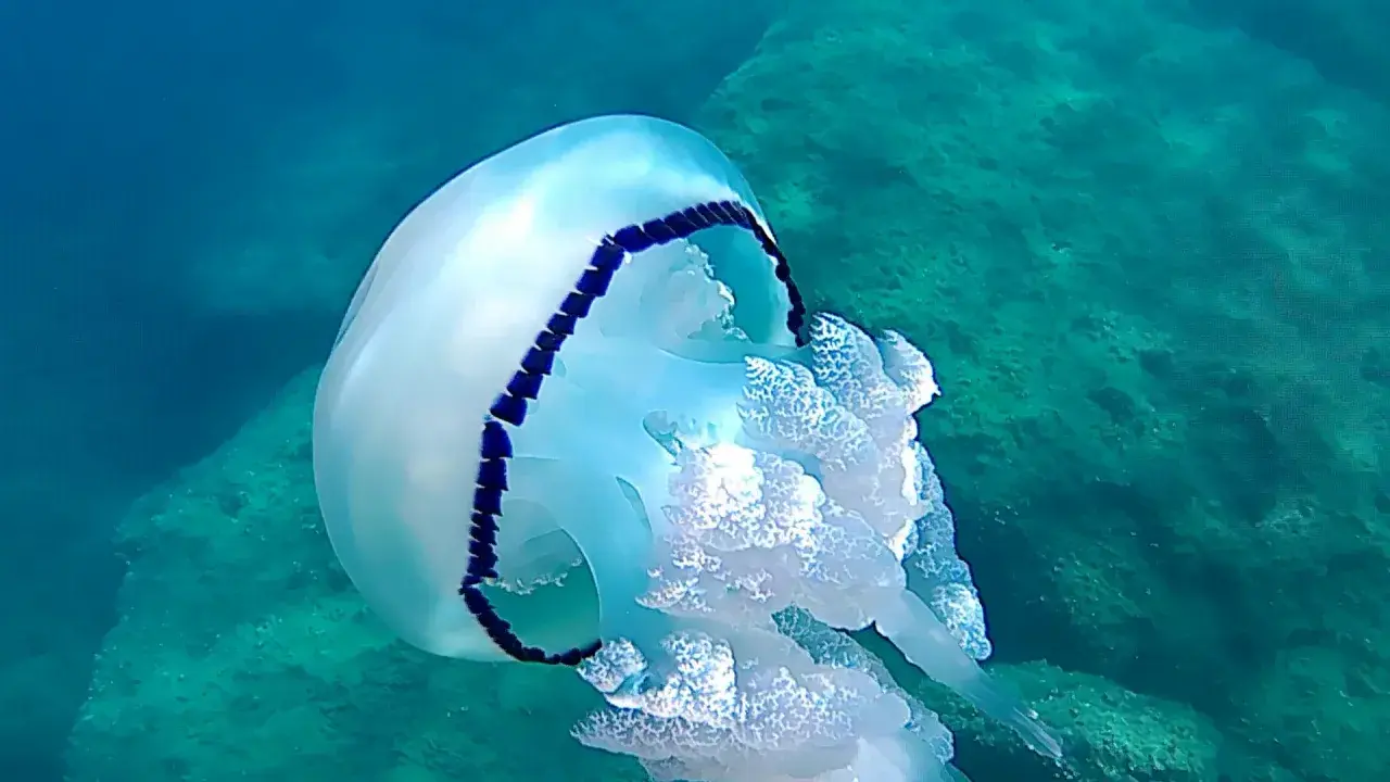 Medusa bianca e blu fluttua in un mare pulito, tra rocce verdi.