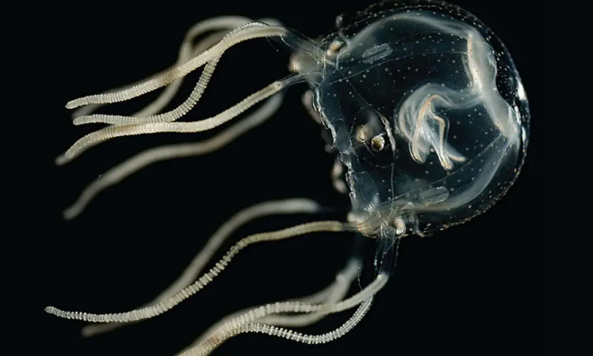 Una cubomedusa trasparente con tentacoli segmentati fluttua nell'oscurità. Dove si trova?