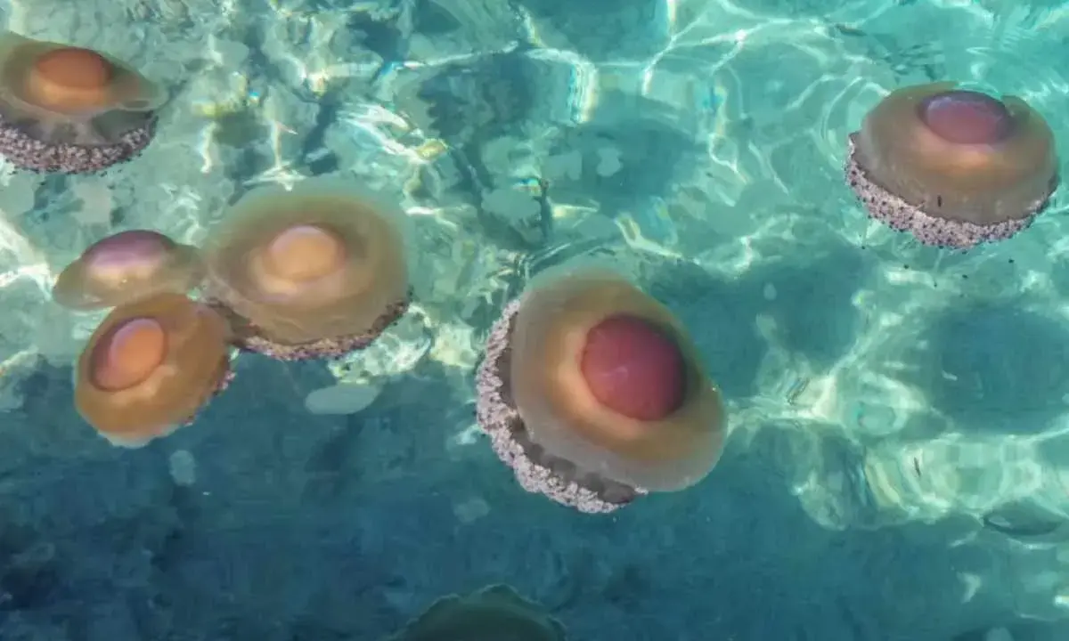 Un gruppo di meduse d'acqua dolce galleggia in acque cristalline, con i loro corpi traslucidi e ombrelloni colorati che riflettono la luce.