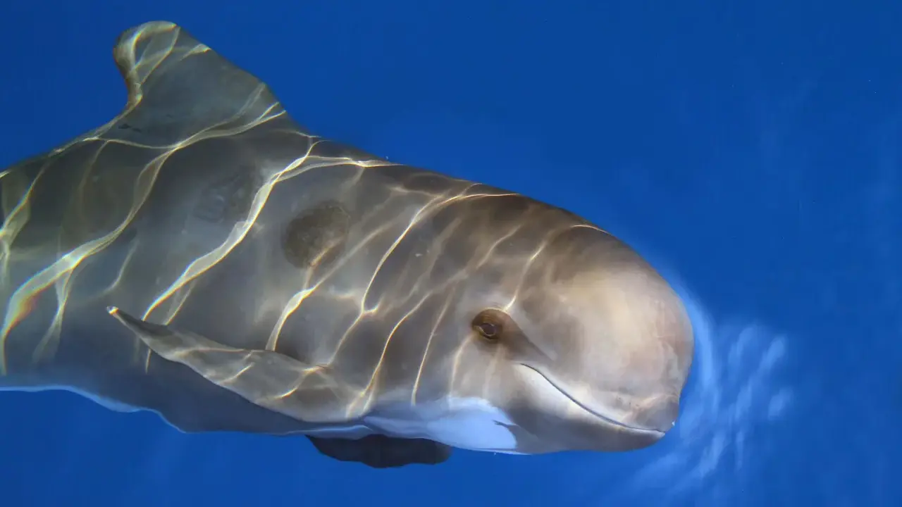 Un primo piano di una balena pilota che nuota in acque blu, con riflessi di luce sulla sua pelle liscia.