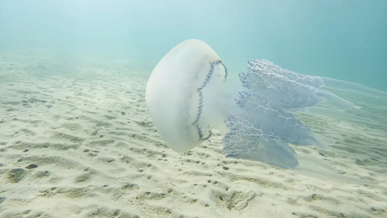 Una medusa bianca e blu fluttua sopra un fondale sabbioso. Le sue lunghe e delicate braccia si estendono nell'acqua limpida, creando un'immagine eterea di meduse quando ci sono.