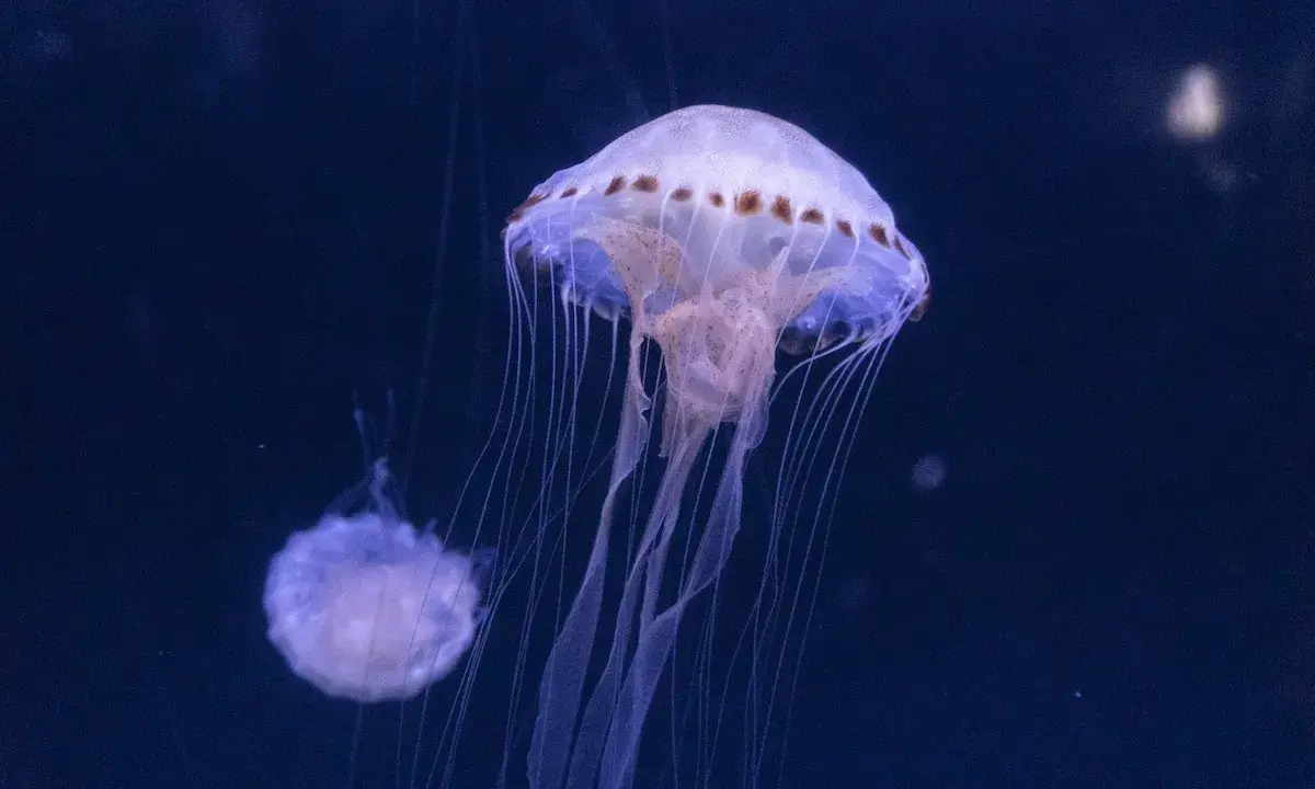 Due meduse trasparenti, simili a campane, fluttuano nell'oscurità. Una è più grande e dettagliata, con tentacoli lunghi e sottili che si estendono verso il basso. L'altra, più piccola, è sfocata sullo sfondo. Queste creature marine, che ricordano le me...
