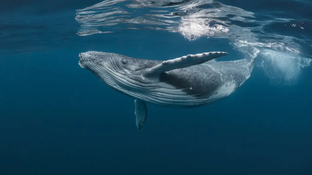 Balena megattera nuota vicino alla superficie. Quanti tipi di balene esistono? Molti, ma questa è una delle più maestose.