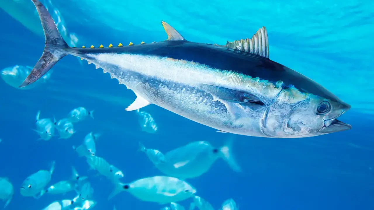 Un maestoso blauflossen thunfisch nuota tra banchi di pesci più piccoli in acque blu cristalline.