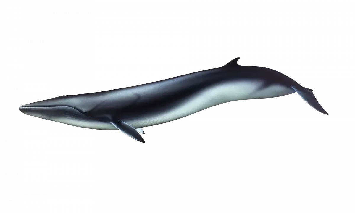 Una balena comune scivola nell'oscurità, con il suo corpo slanciato che riflette la luce.