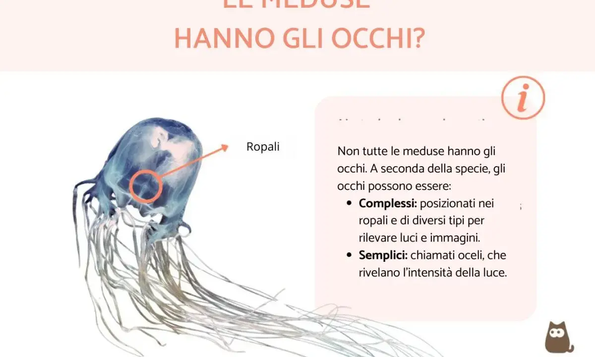 Una medusa trasparente con tentacoli lunghi. Un cerchio rosso evidenzia i ropali, dove le meduse hanno gli occhi per percepire luce e immagini.
