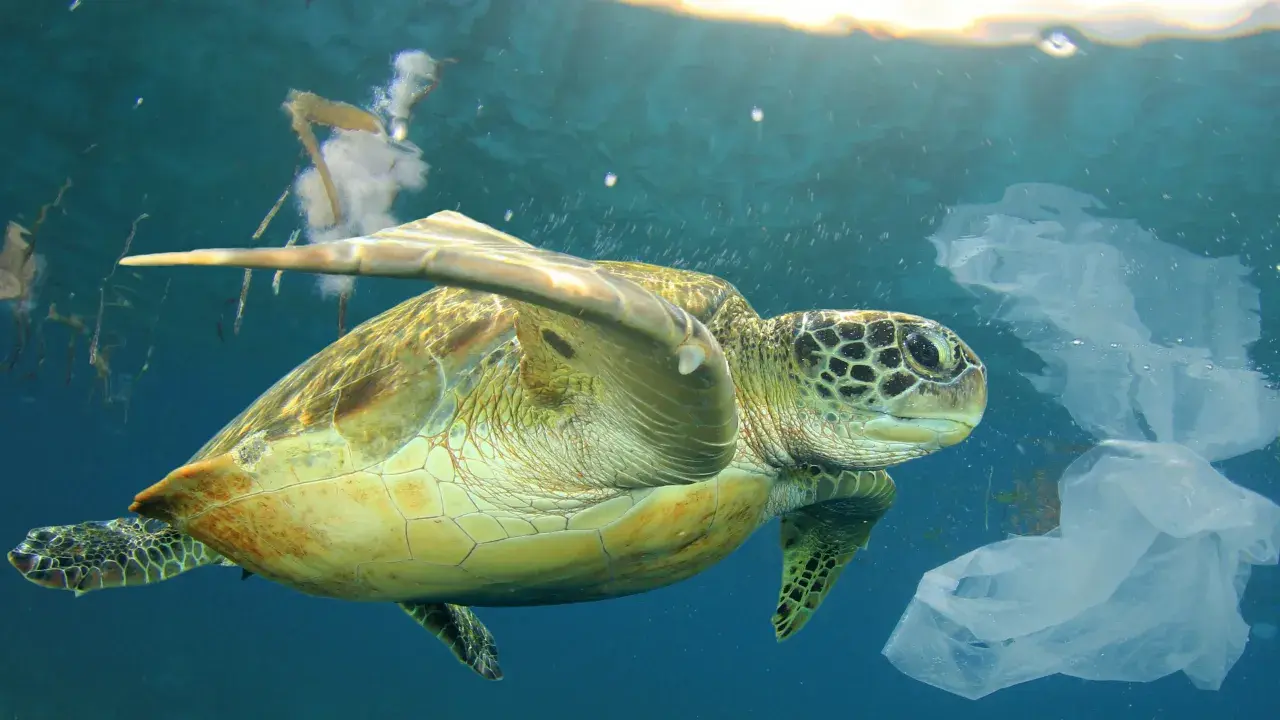 Tartaruga marina nuota tra sacchetti di plastica, simbolo del l'inquinamento marino.