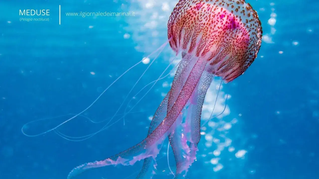 Una medusa animale, la Pelagia noctiluca, fluttua in acque blu con tentacoli lunghi e luminosi.