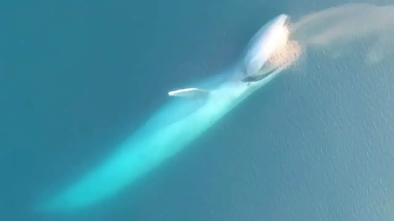 Balenottera azzurra emette un soffio d'acqua, mostrando la sua immensa mole. Non ha denti, ma fanoni per filtrare il cibo.