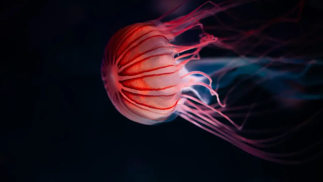 Medusa striata rosa fluttua nell'oscurità. La sua vita è un mistero, ma la sua bellezza è innegabile.
