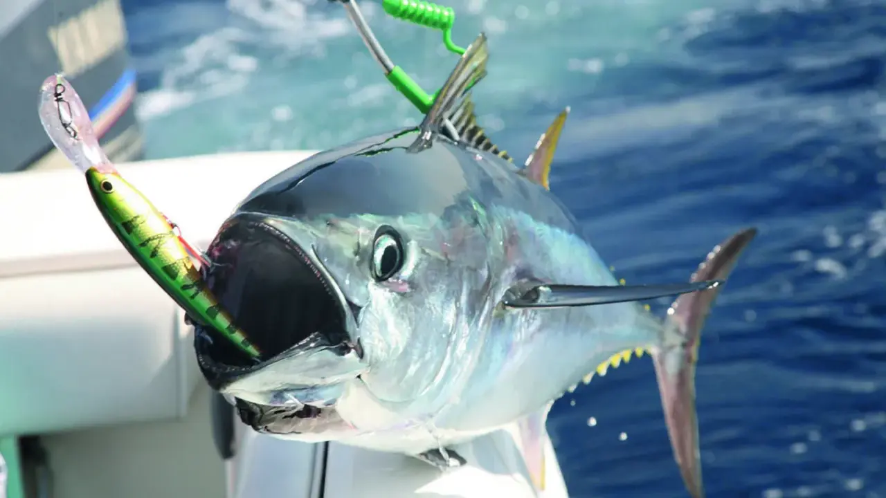 Un tonno record con un'esca in bocca, pronto per essere issato a bordo. La sua bocca spalancata mostra la potenza di questo pesce.