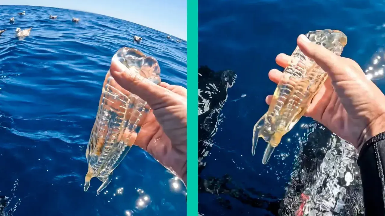 Mano che tiene un organismo gelatinoso trasparente, simile ad animali come le meduse, in mare. A sinistra, gabbiani galleggiano sull'acqua.