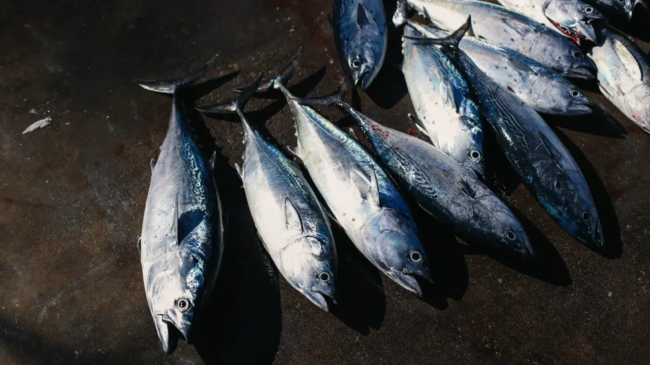 Un gruppo di tonni rossi mediterranei appena pescati, con le loro squame argentate che brillano sotto la luce.