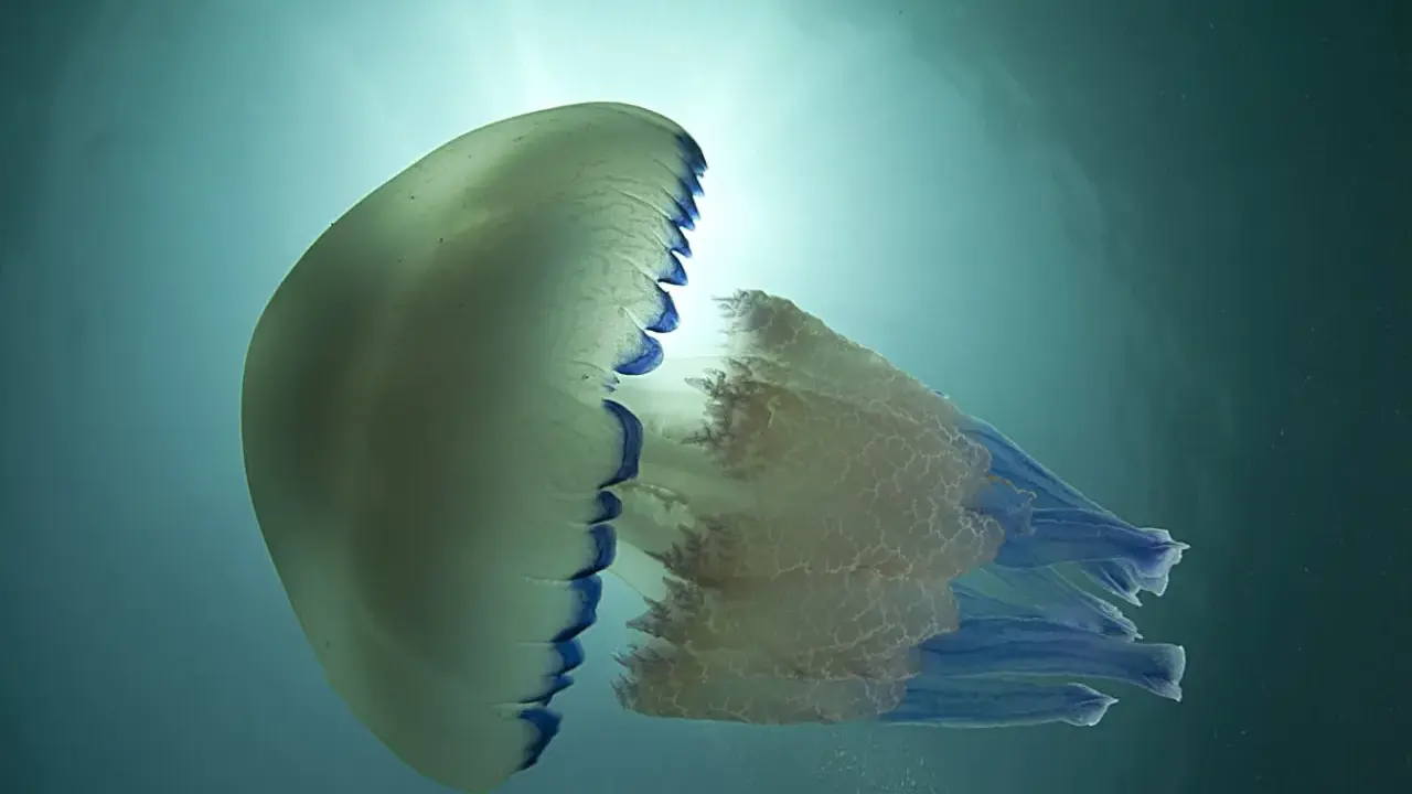 Una medusa traslucida con bordi blu fluttua nell'acqua. Le meduse stanno nell'acqua calda o fredda, adattandosi all'ambiente.
