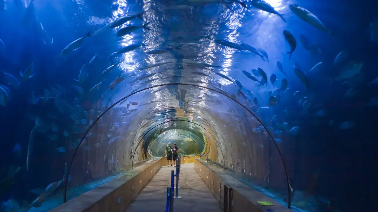Tunnel sottomarino nell'oceanografico di Valencia, con banchi di pesci che nuotano sopra e intorno ai visitatori.