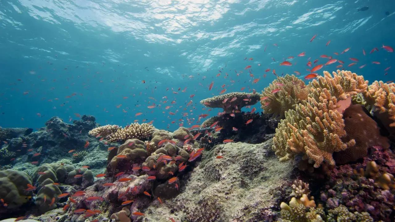 Un banco di pesci rossi nuota tra colorati arrecifes de coral, sotto la luce del sole che filtra dall'acqua.