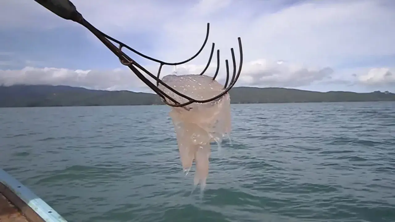 Una medusa trascinata da un attrezzo da pesca, pronta per essere cucinata. Chi mangia le meduse?