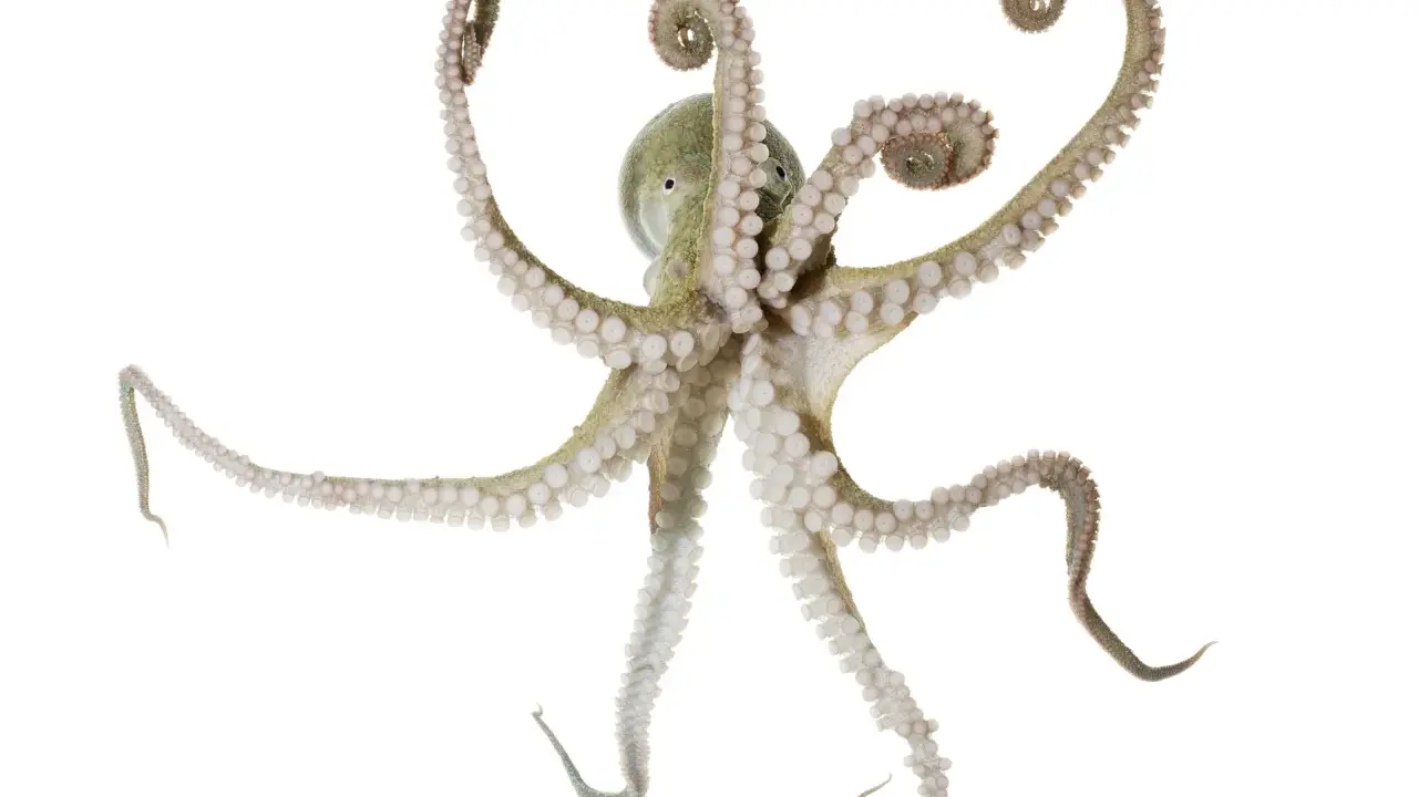Un polpo maschio e femmina, con tentacoli che si arricciano, si muove con grazia su sfondo bianco.