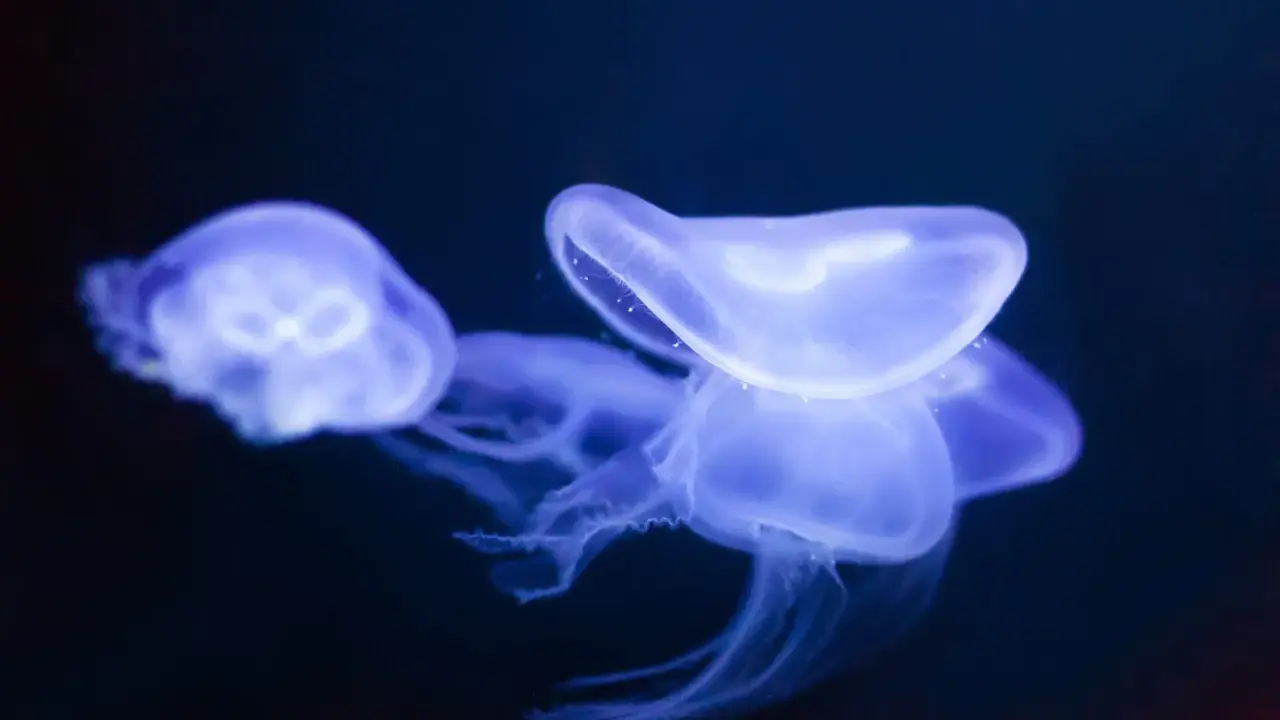 Tre meduse tropicali bioluminescenti fluttuano nell'oscurità, con i loro tentacoli trasparenti che si estendono.