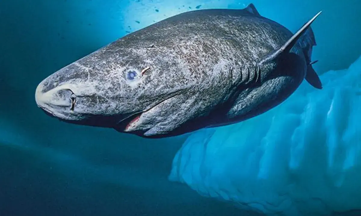 Squalo della Groenlandia, noto per la sua lunghissima vita media, nuota nelle fredde acque artiche vicino a un iceberg.