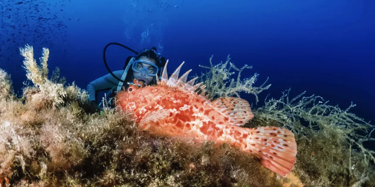 Un subacqueo osserva un pesce scorpione arancione su un fondale marino ricco di alghe. L'immersione dei sub rivela meraviglie nascoste.