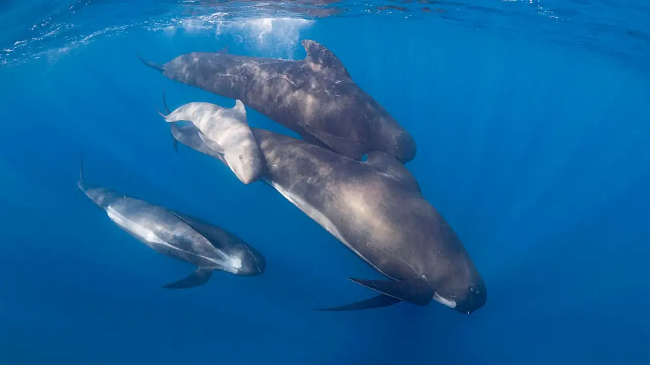 Un gruppo di cetacei, tra cui un piccolo, nuota in acque blu.