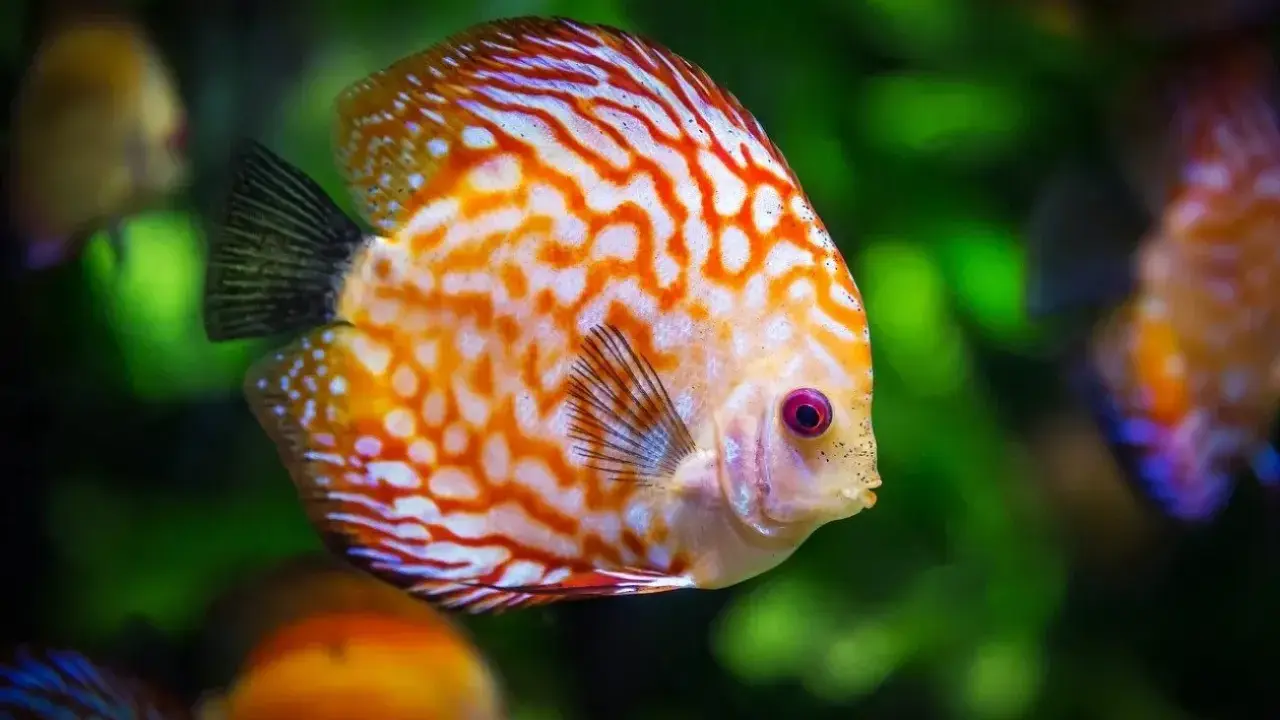 Un pesce disco dai colori vivaci, con striature arancioni e bianche, nuota in un acquario. Quante specie di pesci esistono?