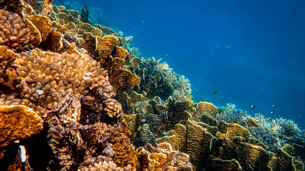 Un colorato ecosistema sottomarino, una barriera corallina oggi vibrante di vita, con pesci che nuotano tra coralli ramificati e massicci.