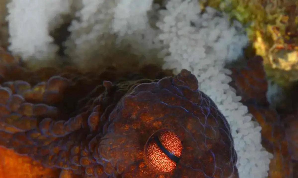 Occhio di un polpo che protegge le sue uova. La madre veglia sul futuro della sua specie.