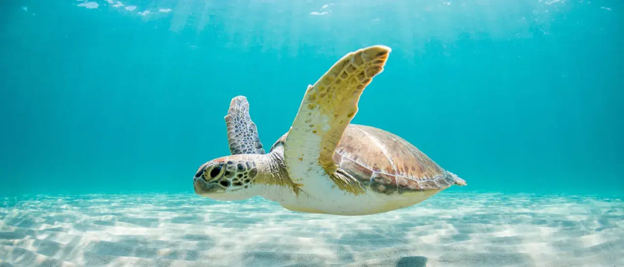 Tartaruga marina nuota in acque cristalline, mostrando il suo habitat naturale dove vivono le tartarughe.