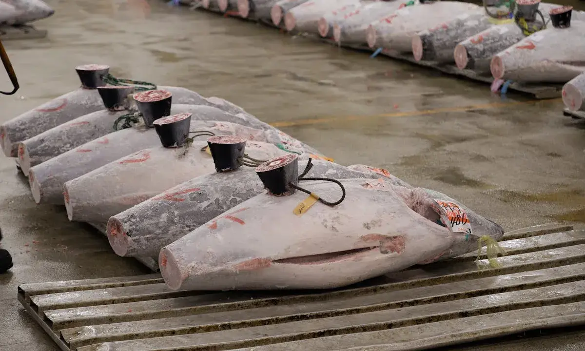 Rows of large, whole yellowfin tuna, some with tags and black caps on their tails, displayed on a wet floor.