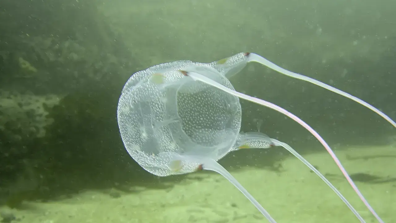 Un velum meduse trasparente, con puntini bianchi, fluttua nell'acqua verde, mostrando i suoi lunghi tentacoli rosa.