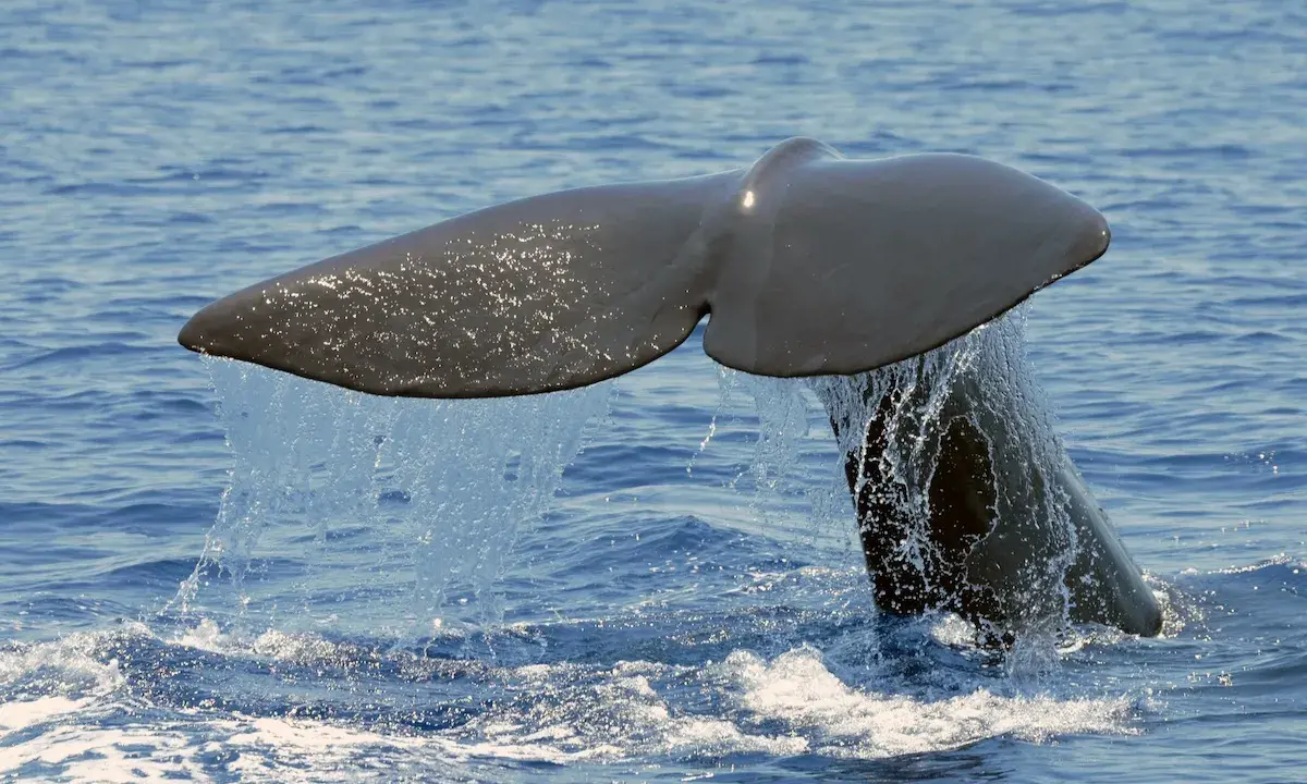 Coda di capodoglio, un maestoso cetaceo mediterraneo, emerge dalle acque blu, lasciando una scia scintillante.