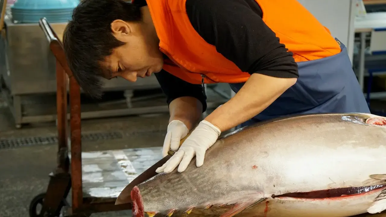 Un pescatore esperto lavora su un tonno rosso giapponese, pronto per essere preparato.