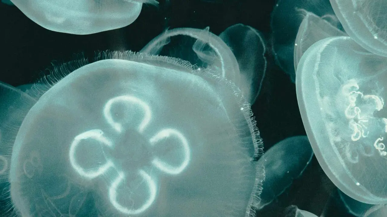 Un gruppo di meduse appena nate fluttua nell'oscurità, i loro corpi trasparenti illuminati da una luce eterea.