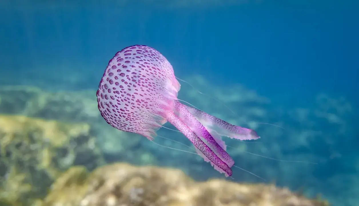 Una medusa viola con macchie più scure fluttua nell'acqua blu. Sembra una di quelle meduse piccolissime che danzano con le correnti.