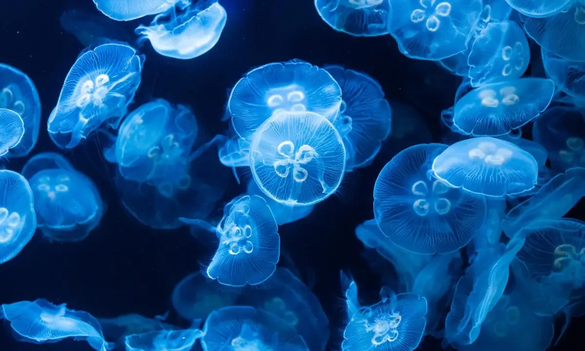 Un banco di meduse luminose fluttua nell'oscurità. Sorprendentemente, la medusa ha il cervello, un centro di controllo per il suo movimento etereo.